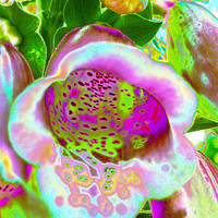 Buy canvas prints of Abstract Foxglove by Brian Roscorla