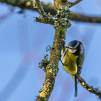 Buy canvas prints of Blue Tit 01 by Brian Roscorla