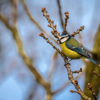 Buy canvas prints of Blue Tit  by Brian Roscorla