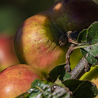 Buy canvas prints of Apples on a Branch by Brian Roscorla