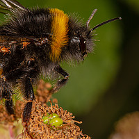 Buy canvas prints of Bumble Bee by Brian Roscorla