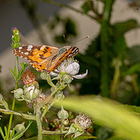 Buy canvas prints of Painted Lady by Brian Roscorla