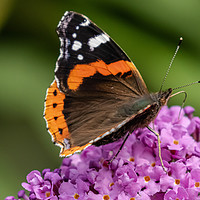 Buy canvas prints of Red Admiral by Brian Roscorla