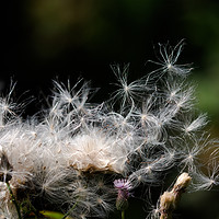 Buy canvas prints of Thistle seedheads by Brian Roscorla