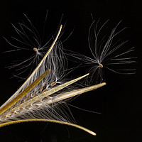 Buy canvas prints of Seed Heads by Brian Roscorla