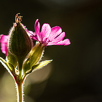 Buy canvas prints of Red Campion by Brian Roscorla