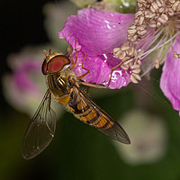 Buy canvas prints of Insects by Brian Roscorla