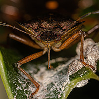 Buy canvas prints of Forest Shield Bug by Brian Roscorla