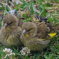 Buy canvas prints of Young Greenfinches by Brian Roscorla