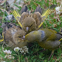 Buy canvas prints of Greenfinch Feeding Young by Brian Roscorla