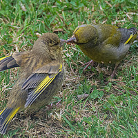 Buy canvas prints of Green Finch Feeding Young by Brian Roscorla