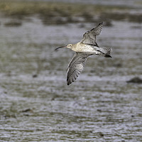 Buy canvas prints of Curlew in Flight by Brian Roscorla