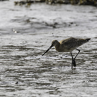Buy canvas prints of Curlew by Brian Roscorla