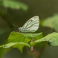 Buy canvas prints of Green Veined White by Brian Roscorla