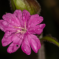 Buy canvas prints of Red Campion  by Brian Roscorla