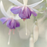 Buy canvas prints of The Fuchsia's Bright by Andy Morley
