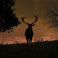 Buy canvas prints of Stag Night by Andy Morley