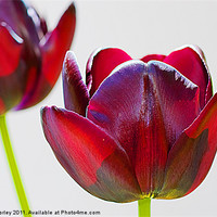 Buy canvas prints of Tulips by Andy Morley
