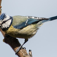 Buy canvas prints of Blue Tit by Andy Morley