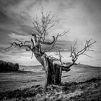 Buy canvas prints of Mood Tree by Andy Morley