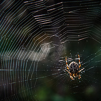 Buy canvas prints of The Spider's Web by Andy Morley