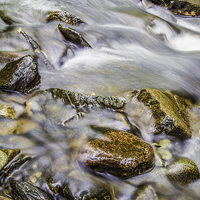 Buy canvas prints of  Stones in the River Tavy by Mark Gorton