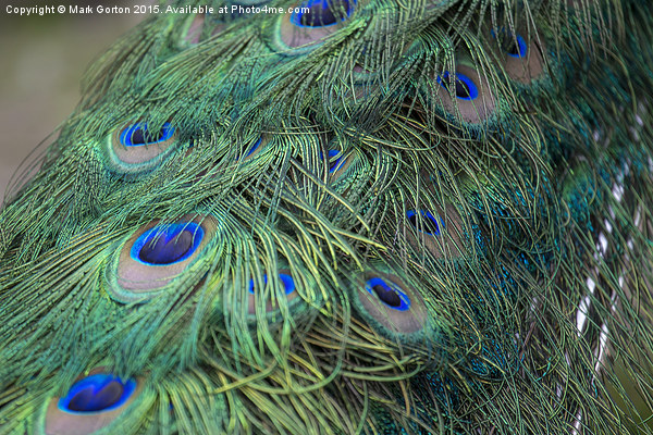  Shining peacock feathers Picture Board by Mark Gorton