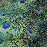 Buy canvas prints of  Shining peacock feathers by Mark Gorton