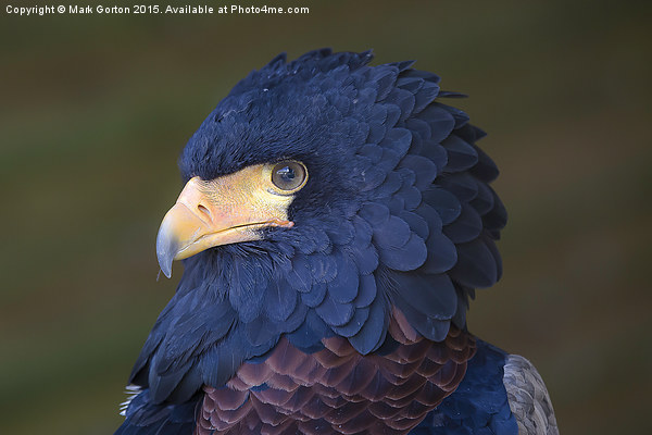  Stunning Bateleur Eagle Picture Board by Mark Gorton
