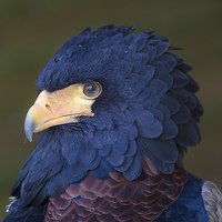 Buy canvas prints of  Stunning Bateleur Eagle by Mark Gorton