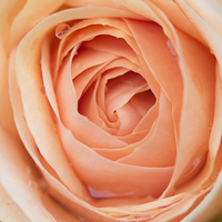 Buy canvas prints of  Perfectly Pink Rose by Mark Gorton
