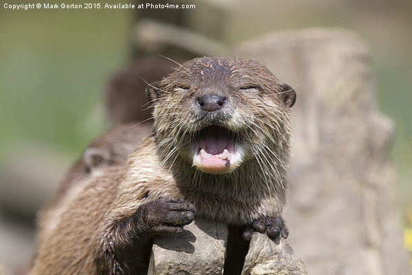  Happy Otter Picture Board by Mark Gorton