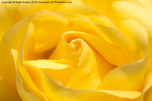  Yummy Yellow Rose Picture Board by Mark Gorton