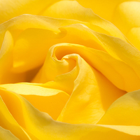 Buy canvas prints of  Yummy Yellow Rose by Mark Gorton
