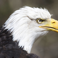 Buy canvas prints of  Frowning Bald Eagle by Mark Gorton