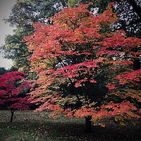 Buy canvas prints of Autumn is Coming by Steve Marriott