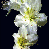 Buy canvas prints of White Azalea Blossoms by james balzano, jr.
