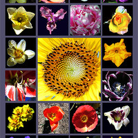 Buy canvas prints of Floral Composite by james balzano, jr.