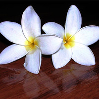 Buy canvas prints of White Tropical Flowers by james balzano, jr.