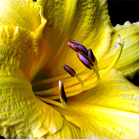 Buy canvas prints of Close Up Yellow Lily by james balzano, jr.