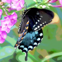 Buy canvas prints of Colorful Butterfly by james balzano, jr.