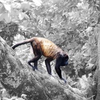 Buy canvas prints of Full Colored Monkey with B/W Background by james balzano, jr.