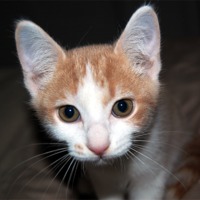 Buy canvas prints of Kitten Close Up by james balzano, jr.