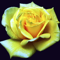 Buy canvas prints of Yellow Rose by james balzano, jr.