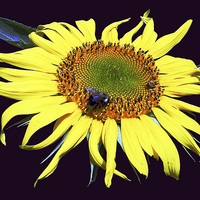 Buy canvas prints of Fly on Sunflower by james balzano, jr.