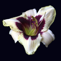 Buy canvas prints of Two Color Lily by james balzano, jr.