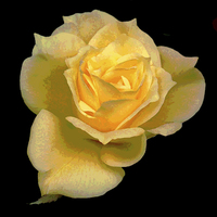 Buy canvas prints of Yellow Watercolor Rose by james balzano, jr.