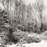 Buy canvas prints of Duotone of Snow and Trees by james balzano, jr.