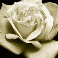 Buy canvas prints of Glorious Rose by james balzano, jr.