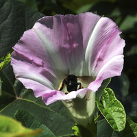 Buy canvas prints of Bee in a Flower by james balzano, jr.